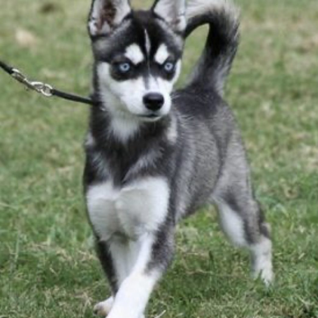 Buy Alaskan Klee Kai Online: A Practical Guide to Finding a Happy Pup Buy Alaskan Klee Kai Online: A Practical Guide to Finding a Happy Pup
