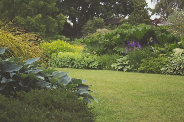 Buzz-free pruning and shaping for Bristol gardens Buzz-free pruning and shaping for Bristol gardens