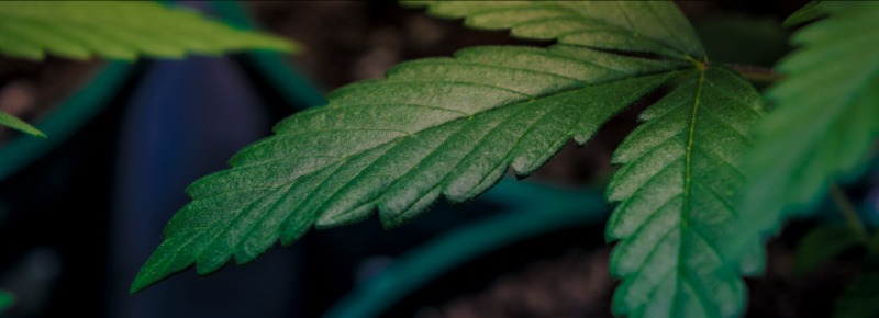 Smart paths to buy weed online in Dubai Smart paths to buy weed online in Dubai