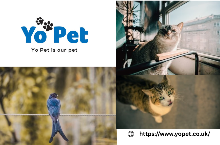 Discover Fun Outdoor Fun with Top UK Pet Toys Discover Fun Outdoor Fun with Top UK Pet Toys