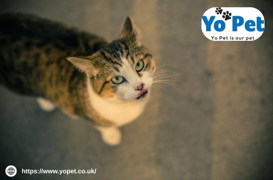 Cozy Cats, Happy Feet: Discover Tailored Bedding for UK Homes Cozy Cats, Happy Feet: Discover Tailored Bedding for UK Homes
