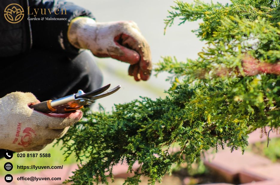 Professional hedge cutting and expert garden care in Wimbledon Professional hedge cutting and expert garden care in Wimbledon
