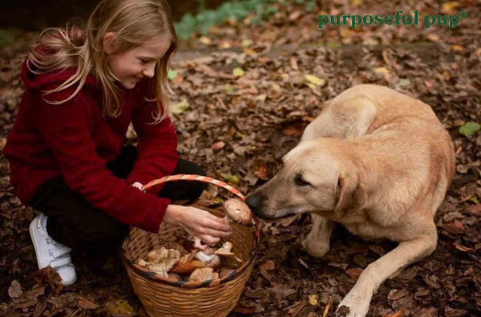 Dogs and rabbits: practical snacks for shared moments Dogs and rabbits: practical snacks for shared moments