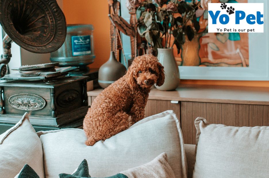 Durable pet toy picks for UK homes Durable pet toy picks for UK homes
