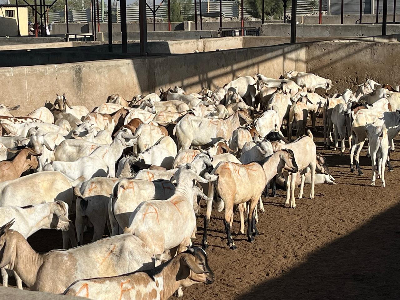 Choosing reliable partners for halal goat meat exports from Kenya Choosing reliable partners for halal goat meat exports from Kenya