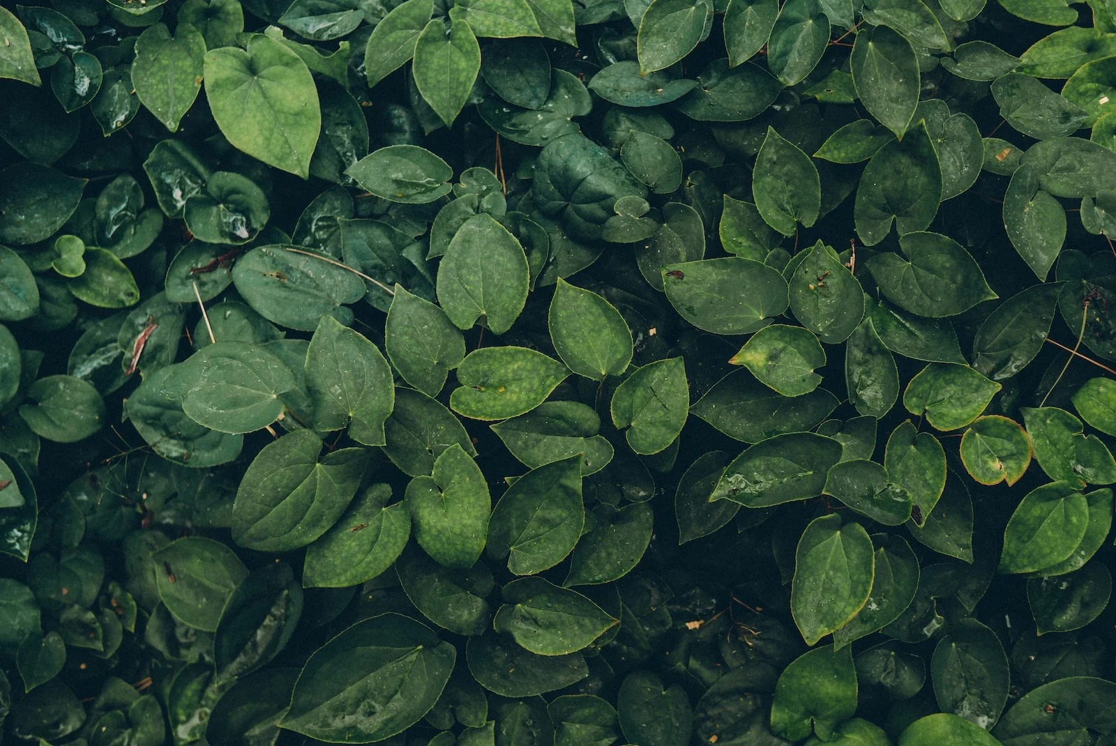 Reliable yard care near you: practical guidance Reliable yard care near you: practical guidance