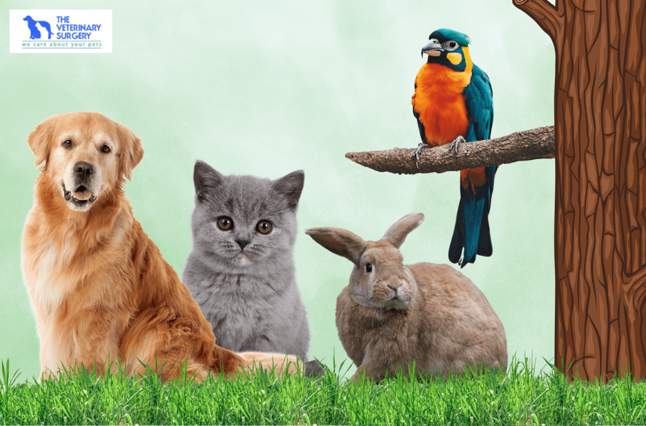 Compassionate care for pets at a trusted Doha clinic Compassionate care for pets at a trusted Doha clinic