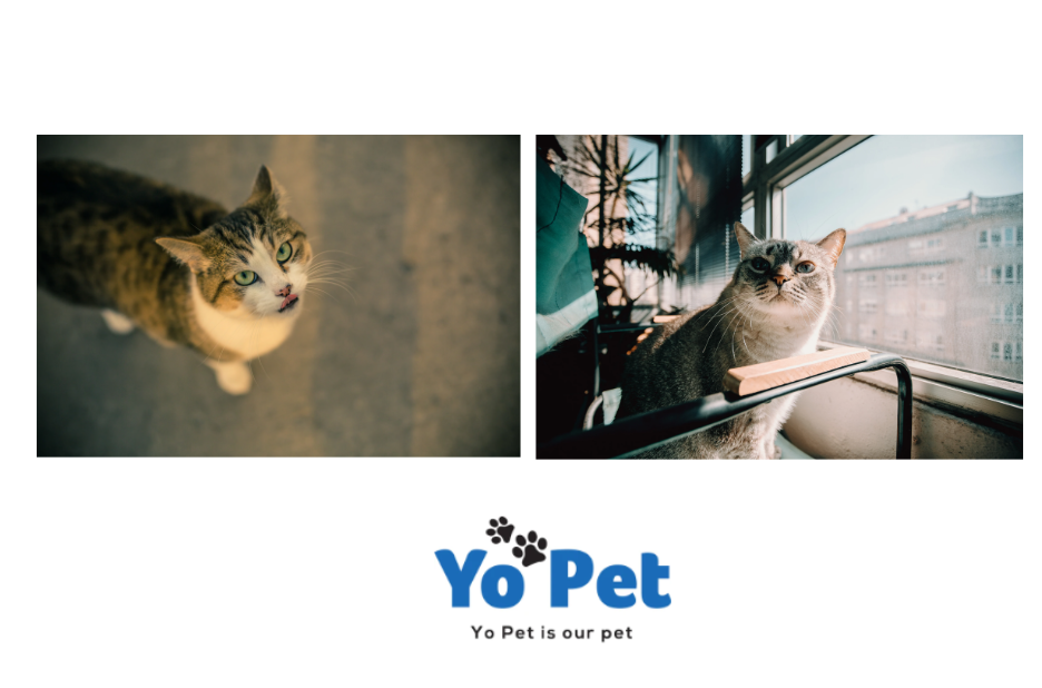 Top Picks for Fun and Safe Pet Toys in the UK Top Picks for Fun and Safe Pet Toys in the UK