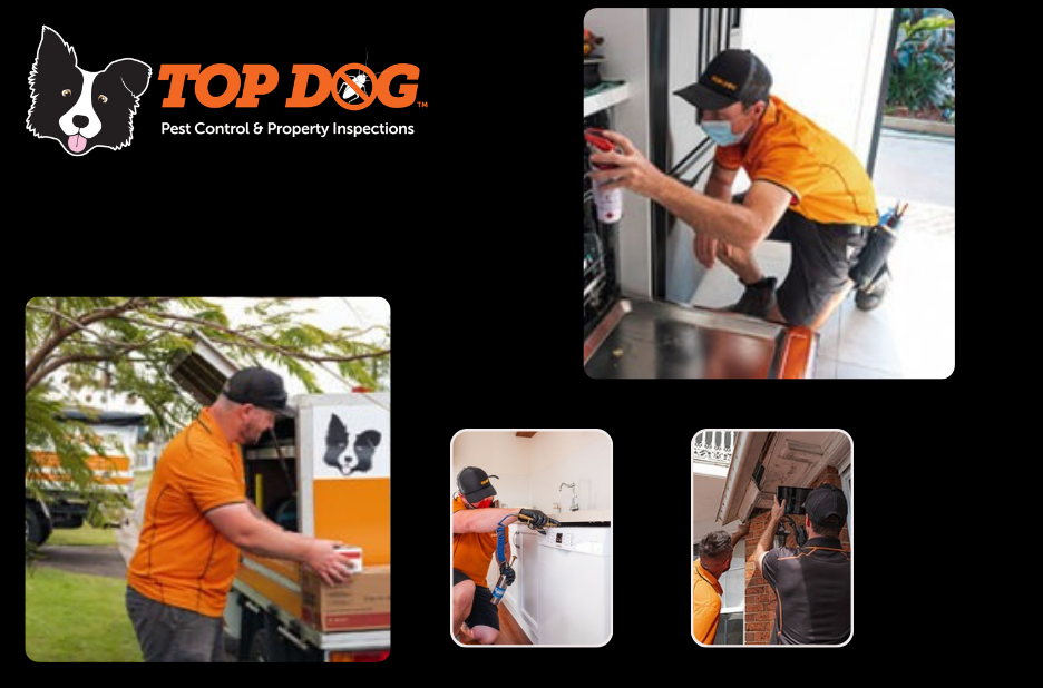 Effective Mosquito Solutions on the Gold Coast Effective Mosquito Solutions on the Gold Coast