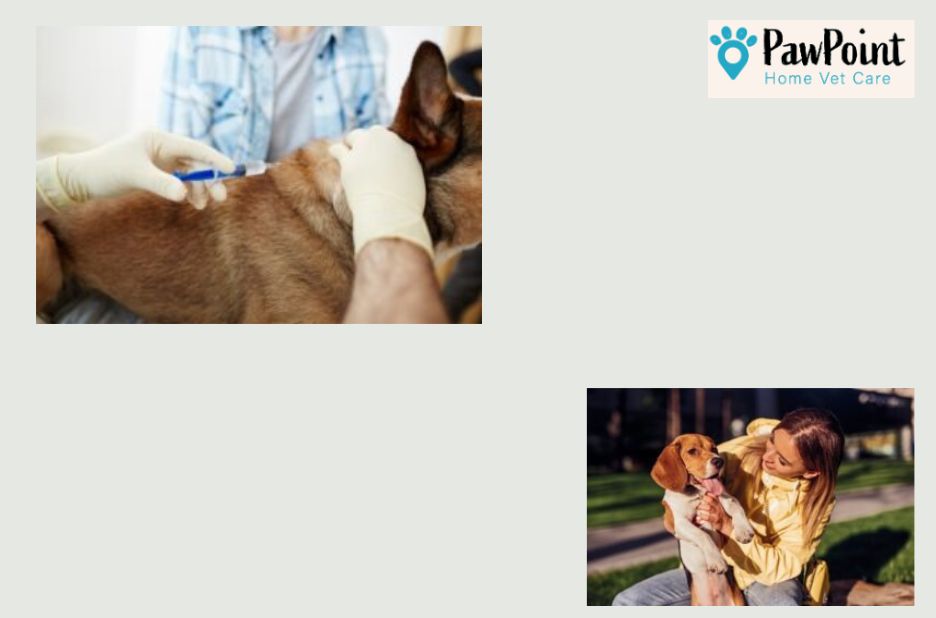 Understanding options for compassionate pet end‑of‑life care Understanding options for compassionate pet end‑of‑life care