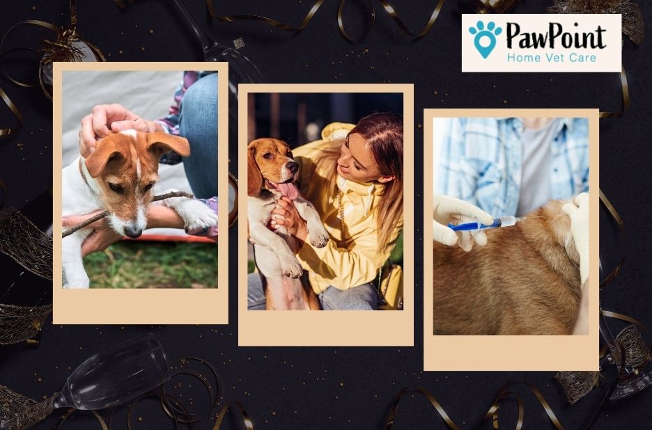 Finding compassionate care for your pet nearby Finding compassionate care for your pet nearby