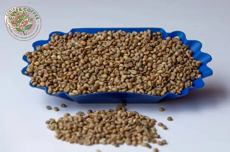 Best Dry Processed Arabica Green Coffee for Specialty Roasters – Bold, Fresh, and Flavorful Beans Best Dry Processed Arabica Green Coffee for Specialty Roasters – Bold, Fresh, and Flavorful Beans