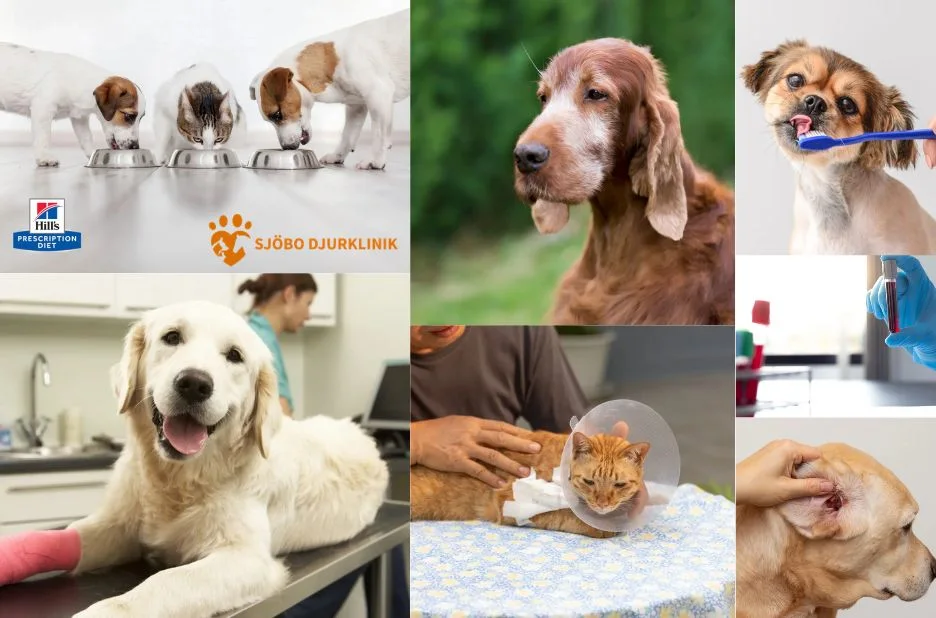 Professionell och medkännande avlivning av hund i Simrishamn för ett värdigt farväl Professionell och medkännande avlivning av hund i Simrishamn för ett värdigt farväl