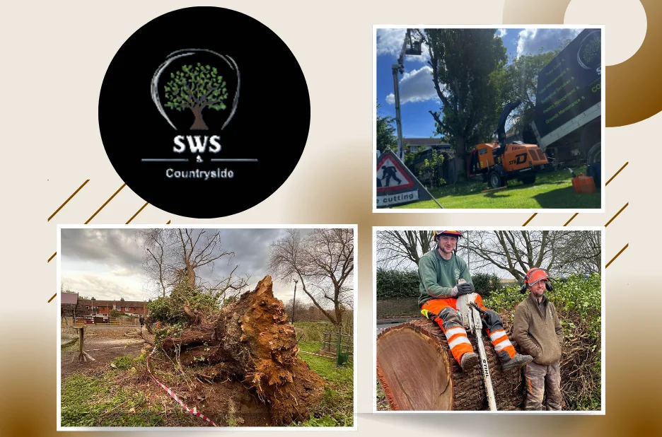 Expert Tree Thinning Maidstone Services for Healthier, Balanced Landscapes Expert Tree Thinning Maidstone Services for Healthier, Balanced Landscapes