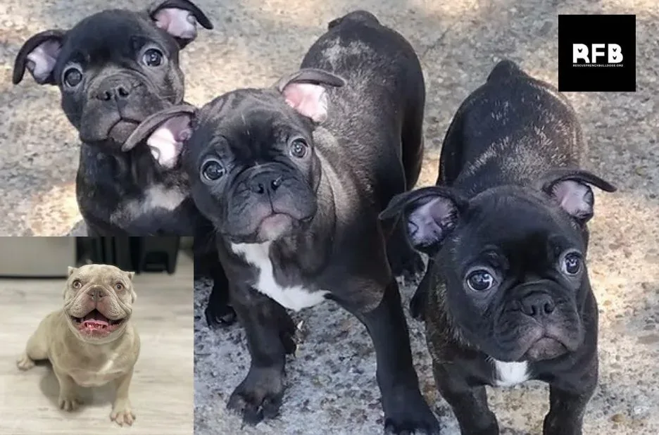 Effective French Bulldog Rescue Strategies to Save and Rehome Needy Dogs Effective French Bulldog Rescue Strategies to Save and Rehome Needy Dogs
