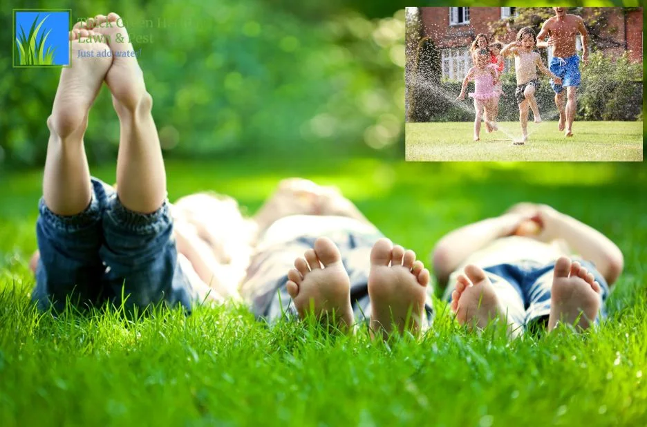 Effective Customized Lawn Fertilization Plans for a Healthier, Greener Yard Effective Customized Lawn Fertilization Plans for a Healthier, Greener Yard