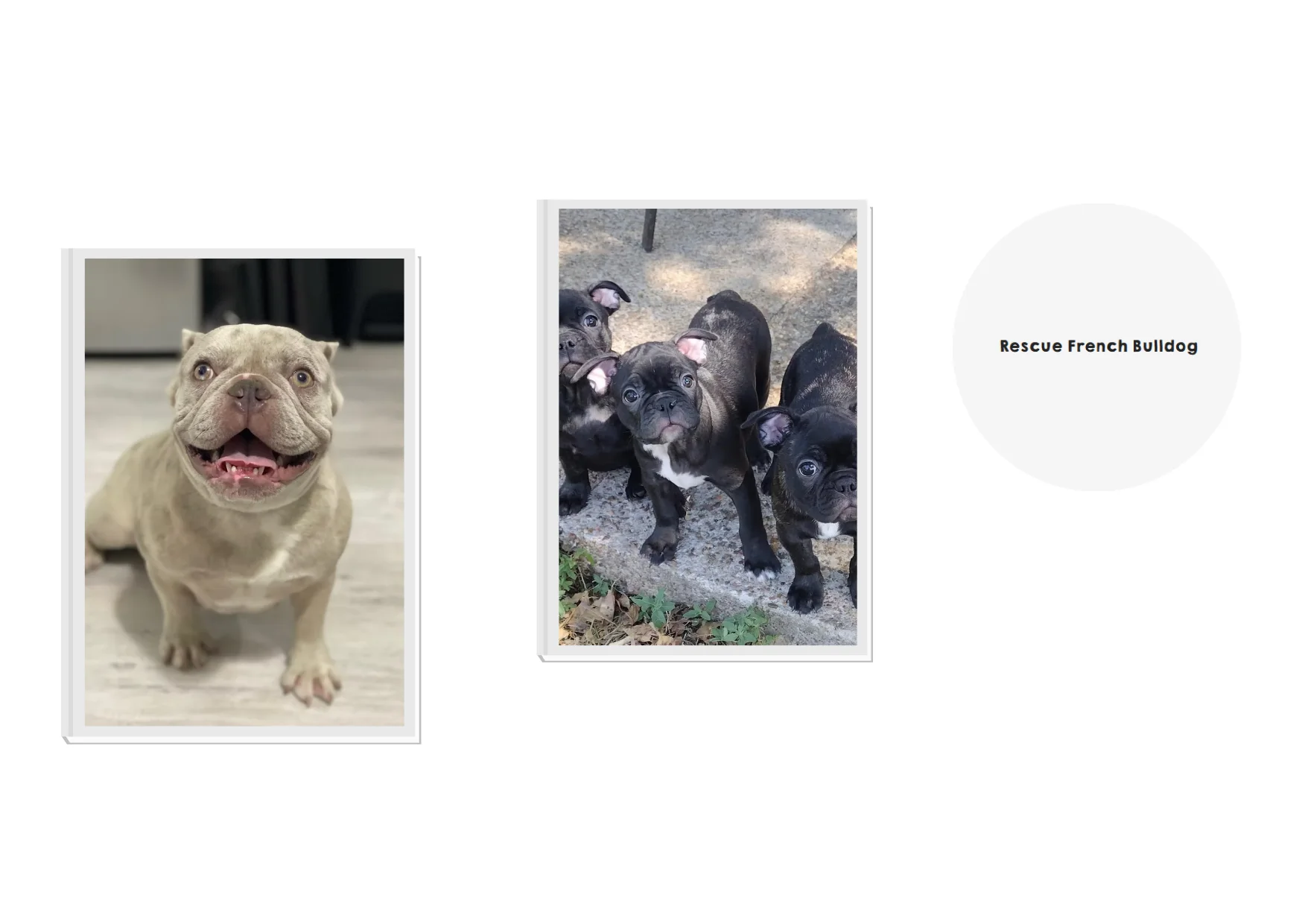 French Bulldog Rescue Tips and Resources for Finding Loving Homes French Bulldog Rescue Tips and Resources for Finding Loving Homes
