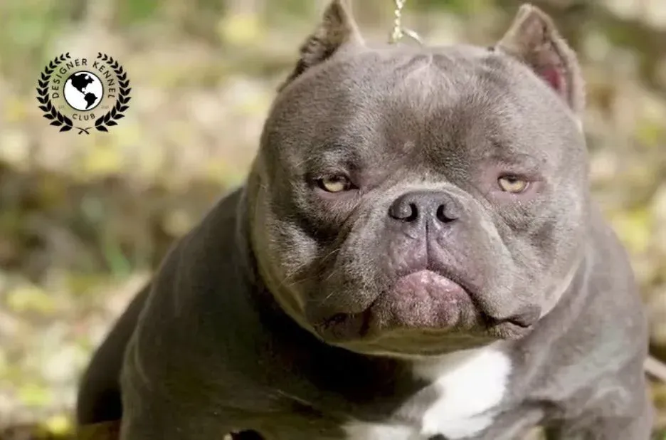 Comparing Top Options for Registering Your American Bully Without Traditional Papers
