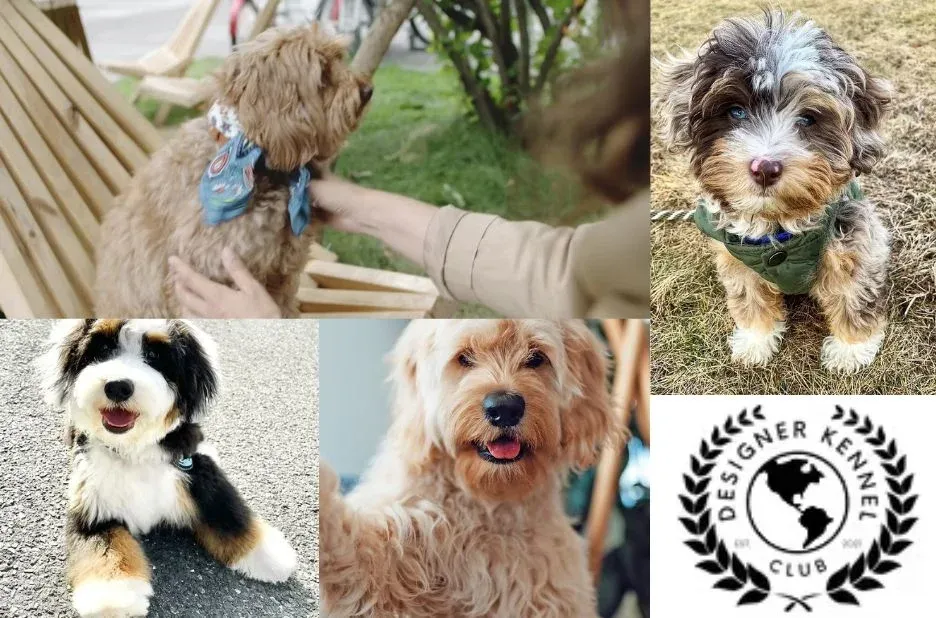 How to Register Your Puppy: A Practical Step-by-Step Guide