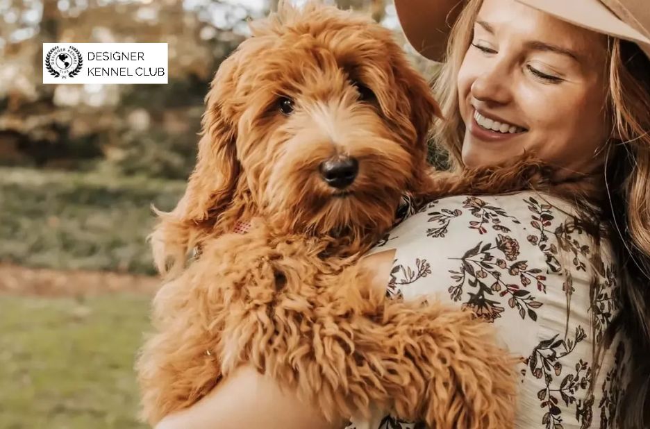 How to Get Papers for a Dog: Designer Kennel Club Registration Guide How to Get Papers for a Dog: Designer Kennel Club Registration Guide