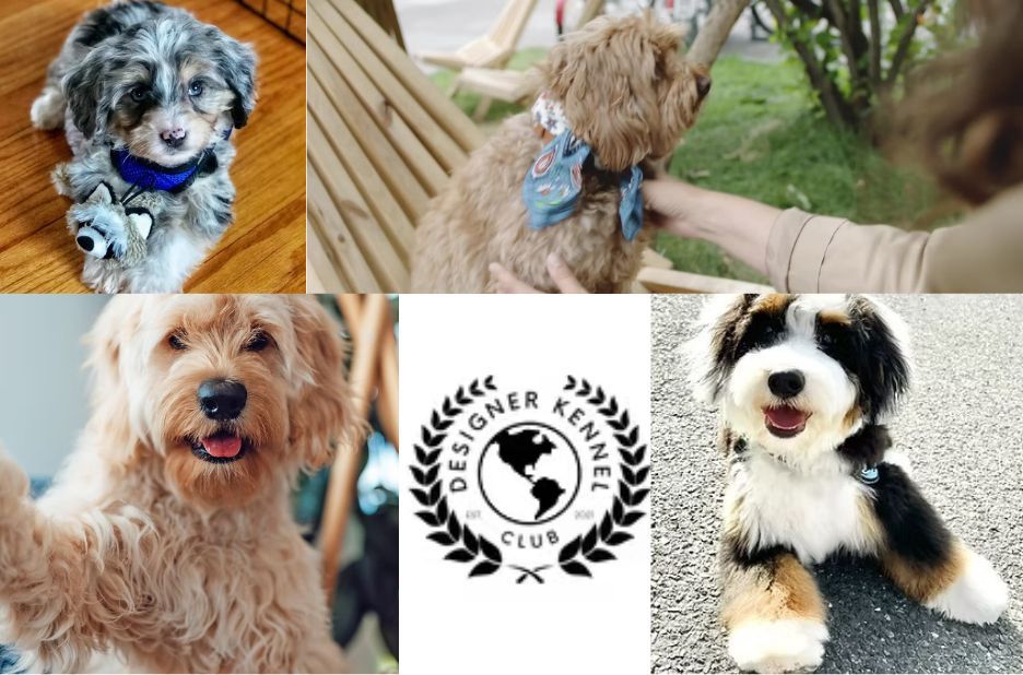 How to Choose a Responsible Designer Dog Breeder for Healthy Puppies How to Choose a Responsible Designer Dog Breeder for Healthy Puppies