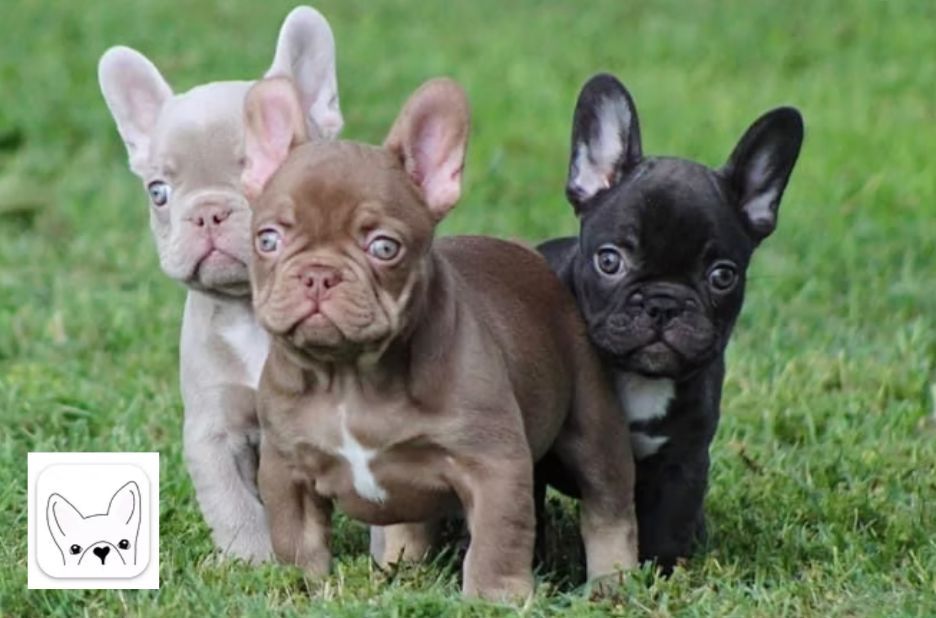 How to Choose the Right French Bulldog for Sale Near You How to Choose the Right French Bulldog for Sale Near You