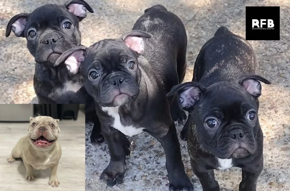 How to Choose the Right French Bulldog Rescue: Key Service Differences How to Choose the Right French Bulldog Rescue: Key Service Differences