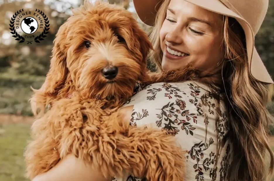 How to Get Dog Papers: Trustworthy Registration Steps from Designer Kennel Club How to Get Dog Papers: Trustworthy Registration Steps from Designer Kennel Club