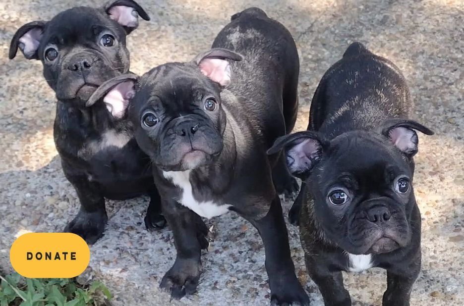 French Bulldog Rescue: A Practical Guide to Helping Dogs and Supporting Rescues French Bulldog Rescue: A Practical Guide to Helping Dogs and Supporting Rescues