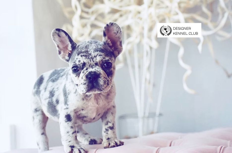 Exotic French Bulldog Registration: How Designer Kennel Club Compares for Owners Exotic French Bulldog Registration: How Designer Kennel Club Compares for Owners