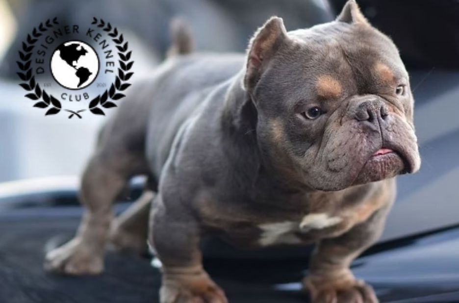 Registrar Cachorro with Confidence: Quality Care Tips from Designer Kennel Club Registrar Cachorro with Confidence: Quality Care Tips from Designer Kennel Club
