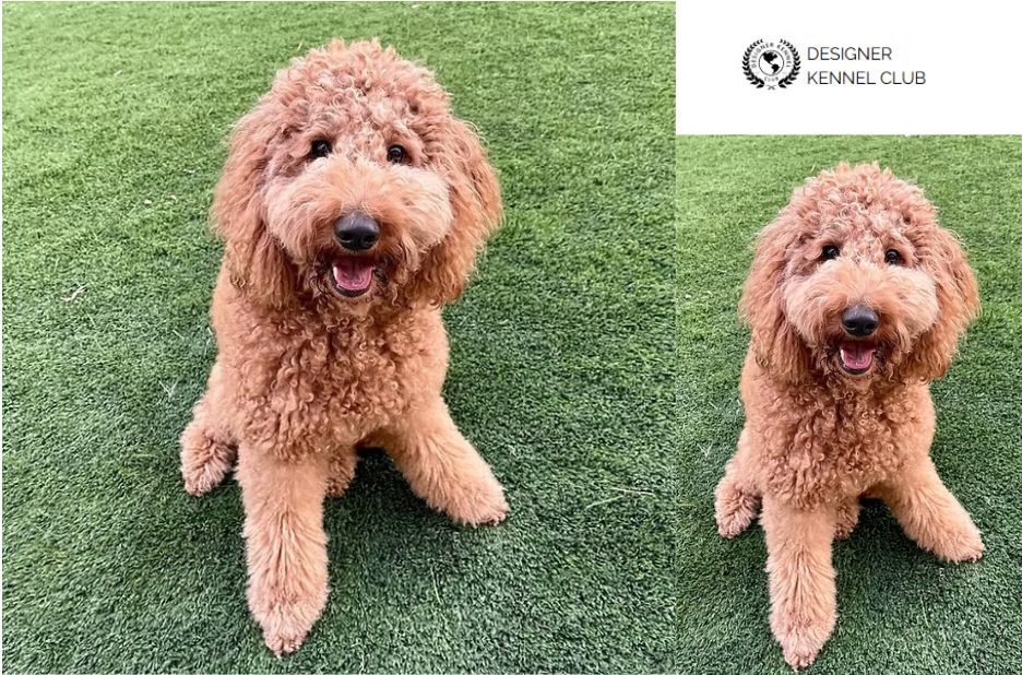 How to Get Golden Doodle Papers Without AKC: Steps and Trusted Options How to Get Golden Doodle Papers Without AKC: Steps and Trusted Options