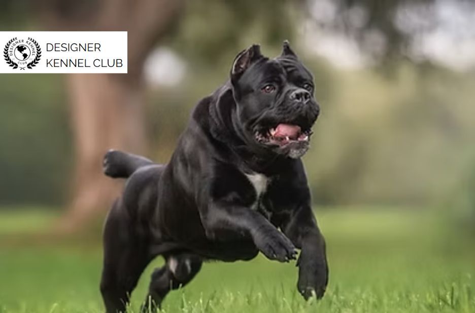 Benefits of Cane Corso Registration for Responsible Owners Benefits of Cane Corso Registration for Responsible Owners