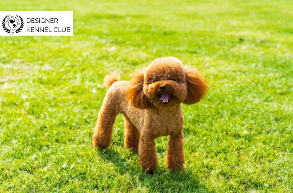 Register Your Poodle Mix Without AKC: Brand Guide Register Your Poodle Mix Without AKC: Brand Guide