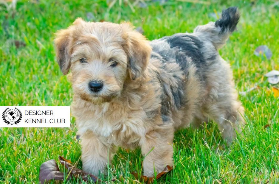 Expert Guide to Wheatenpoo Registration Papers & Records Expert Guide to Wheatenpoo Registration Papers & Records