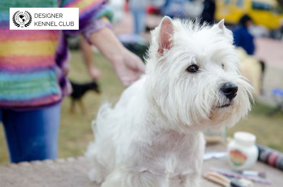 How Mixed-Breed Owners Can Navigate Dog Registry Options How Mixed-Breed Owners Can Navigate Dog Registry Options