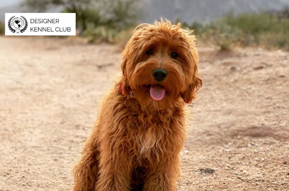 Benefits-First Guide to Documenting a Dog Without AKC Papers Benefits-First Guide to Documenting a Dog Without AKC Papers